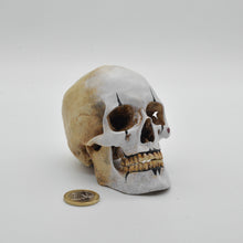 Cargar imagen en el visor de la galería, The Mime Skull Small
