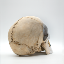 Cargar imagen en el visor de la galería, The Mime Skull
