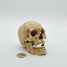 Cargar imagen en el visor de la galería, The Skull Smal
