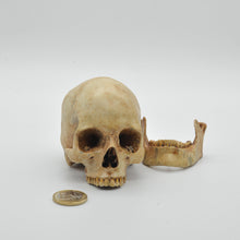 Cargar imagen en el visor de la galería, The Skull Smal
